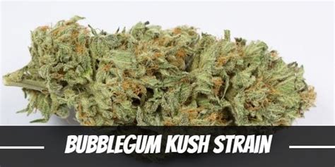 bg kush|Bubblegum Kush Strain of Marijuana 